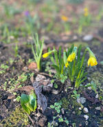 early narcissi
